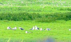 Gulls near Godney