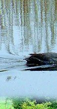 Coot at Westhay Moor