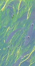 Fish in the River Sheppey, Godney