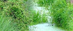 Rhyne on Ashcott Heath