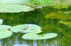 Lilies at Meare Heath