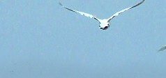 Swans above Shapwick Heath