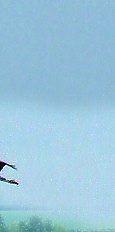 Heron at Westhay