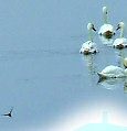 Swans on the Brue at Westhay