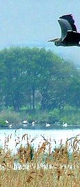 Swans at Shapwick Heath