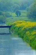 South Drain, below Ashcott