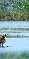 Canada Geese at Meare Heath
