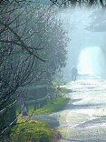 The road across Shapwick Heath