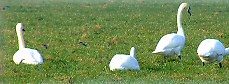 Feeding swans