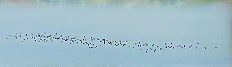 Starling flock in flight