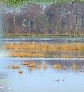 Shapwick Heath