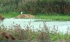 Nesting heron