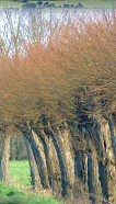 Pollarded willows growing withies