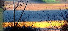 Starling flocks above Westhay moor