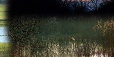 Westhay marshes