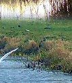 Swans not far from Westhay