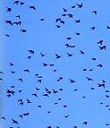 Russian starling flocks in winter
