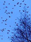 Russian starling flocks in winter