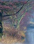 Rhynes (drainage ditches)