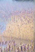 Reedbeds at Ham Wall marshes