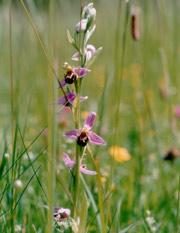 Bee Orchid