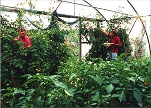 Harvesting in the Polytunnel