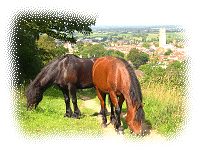 Horses in Paradise