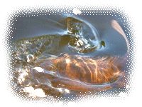 Carp in the Abbot