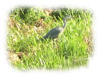 Heron on the Somerset Levels