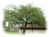 The Holy Thorn at Glastonbury Abbey