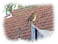 Robin in meditation