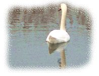 Swan on the Somerset Levels