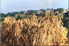 Somerset06
