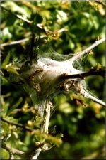 SpiderWeb1