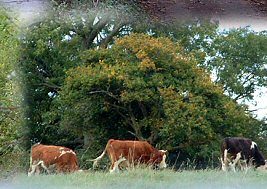 Cows above Paradise