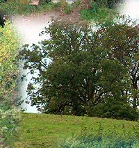 Stone Down trees