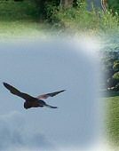A Merlin looks for its tea