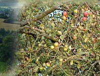 Apple Orchards