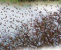 Flocking starlings in winter