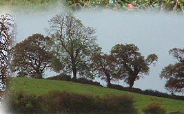 Paradise trees