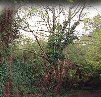 Road near the Ash Well