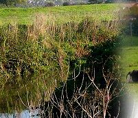 The River Brue
