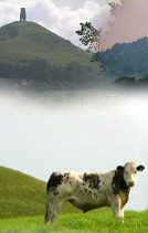 Holy cow on Stone Down