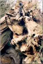 Trees04