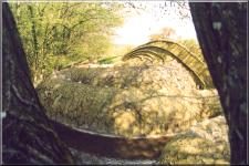 WaterDragon2